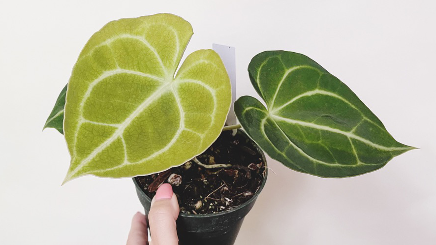 Anthurium Clarinervium: Care Tips