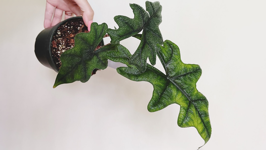 Alocasia Tandurusa ‘Jacklyn’ Care Tips