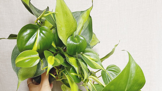 Philodendron Care Tips: 'Brasil'