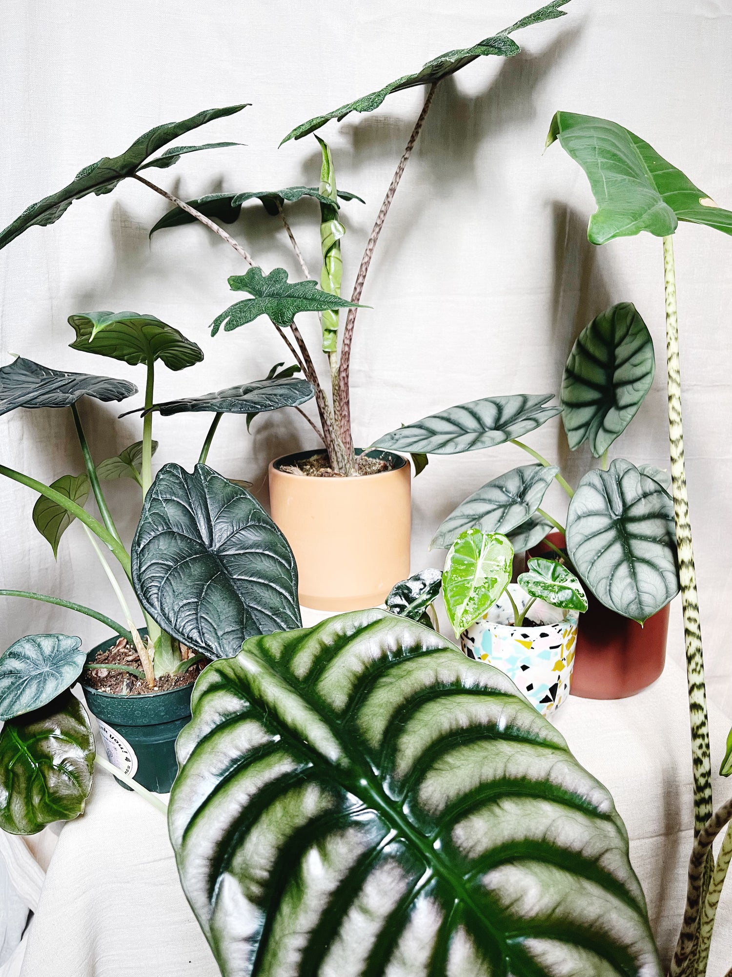 Houseplants