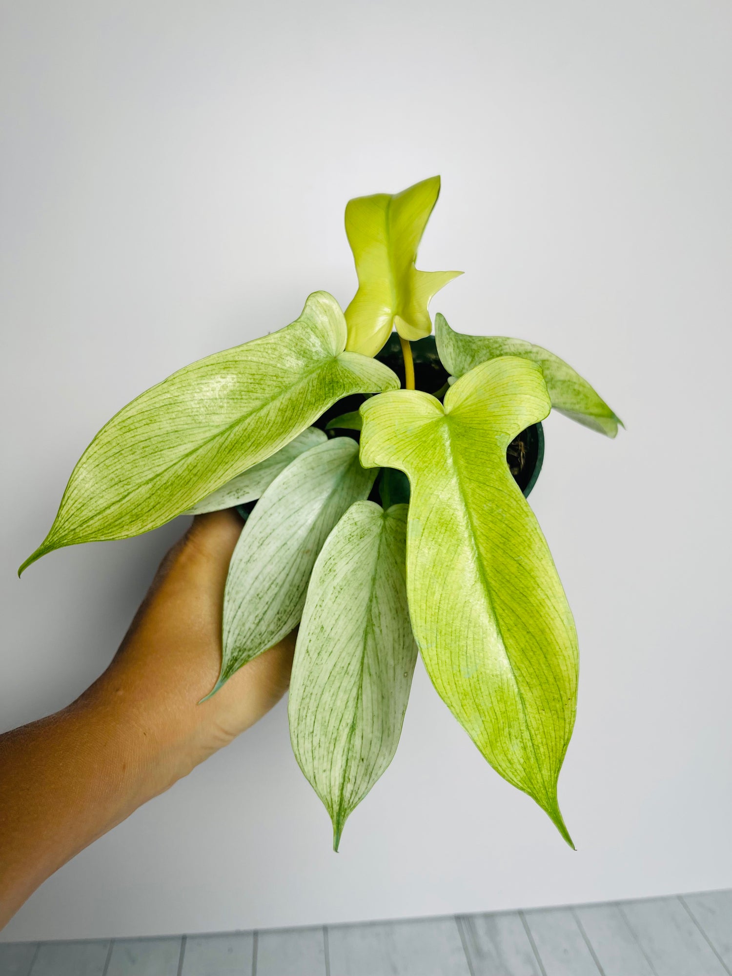 Philodendron