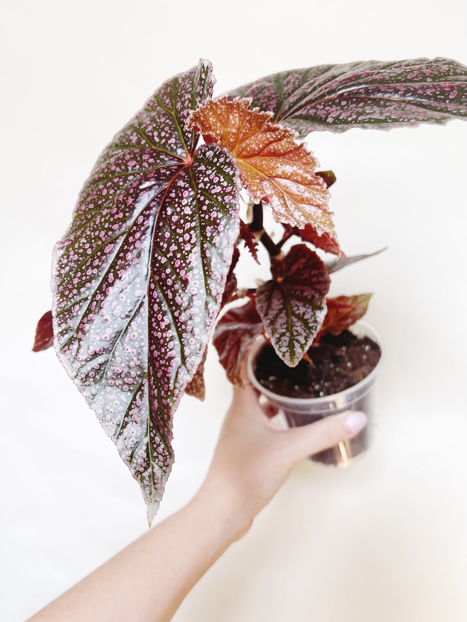 Begonia