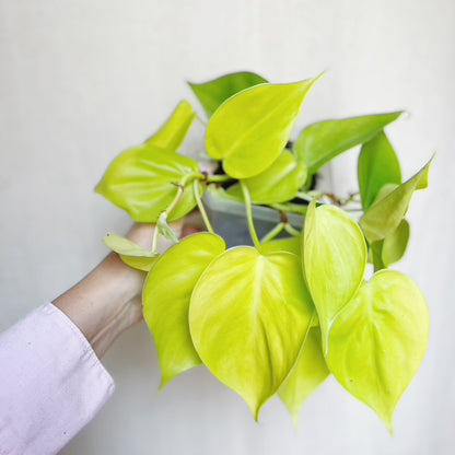 Philodendron Cordatum Lemon Lime 4" Pot