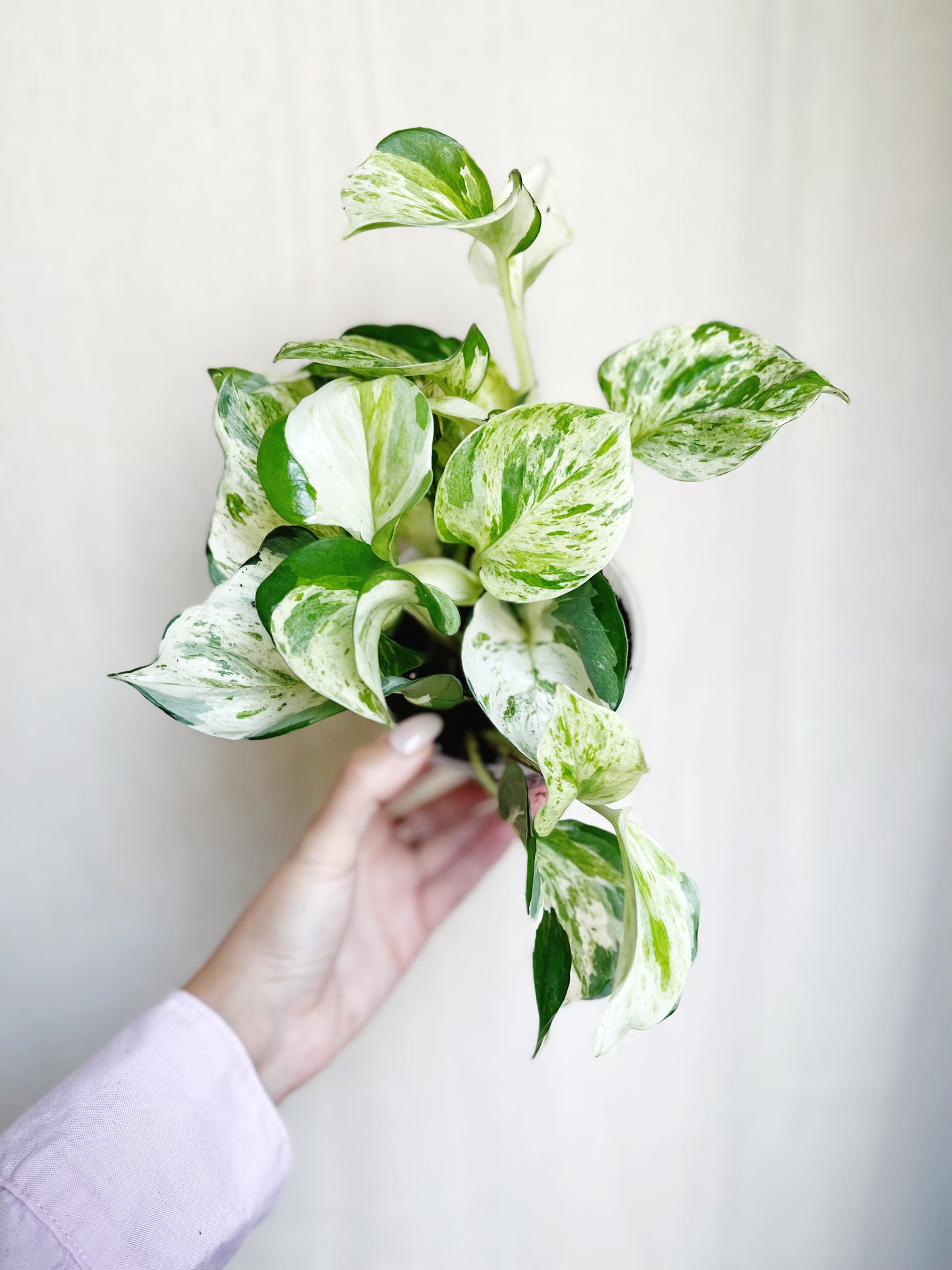 Manjula Pothos 4" Pot