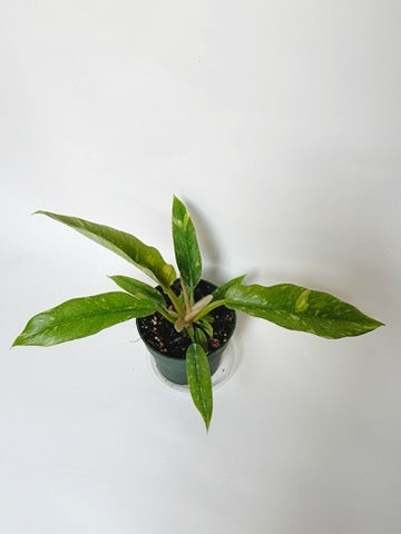 Philodendron Ring of Fire 4.5" Pot