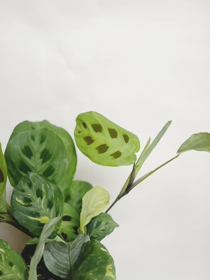 Maranta Variegated Prayer Plant 4" Pot