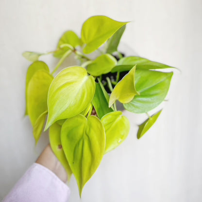 Philodendron Cordatum Lemon Lime 4" Pot