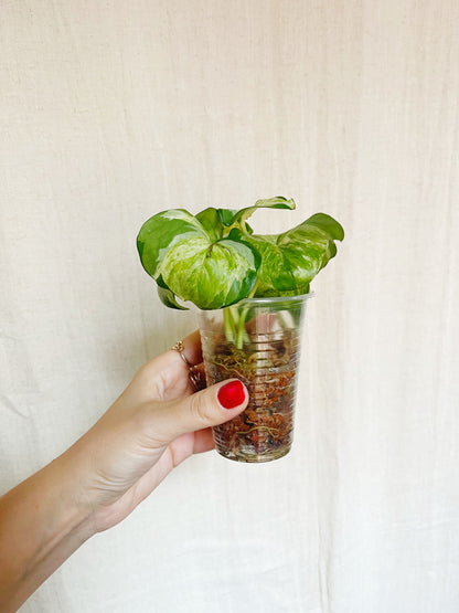 Manjula Pothos 4" Pot