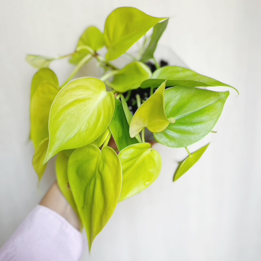 Philodendron Cordatum Lemon Lime 4" Pot