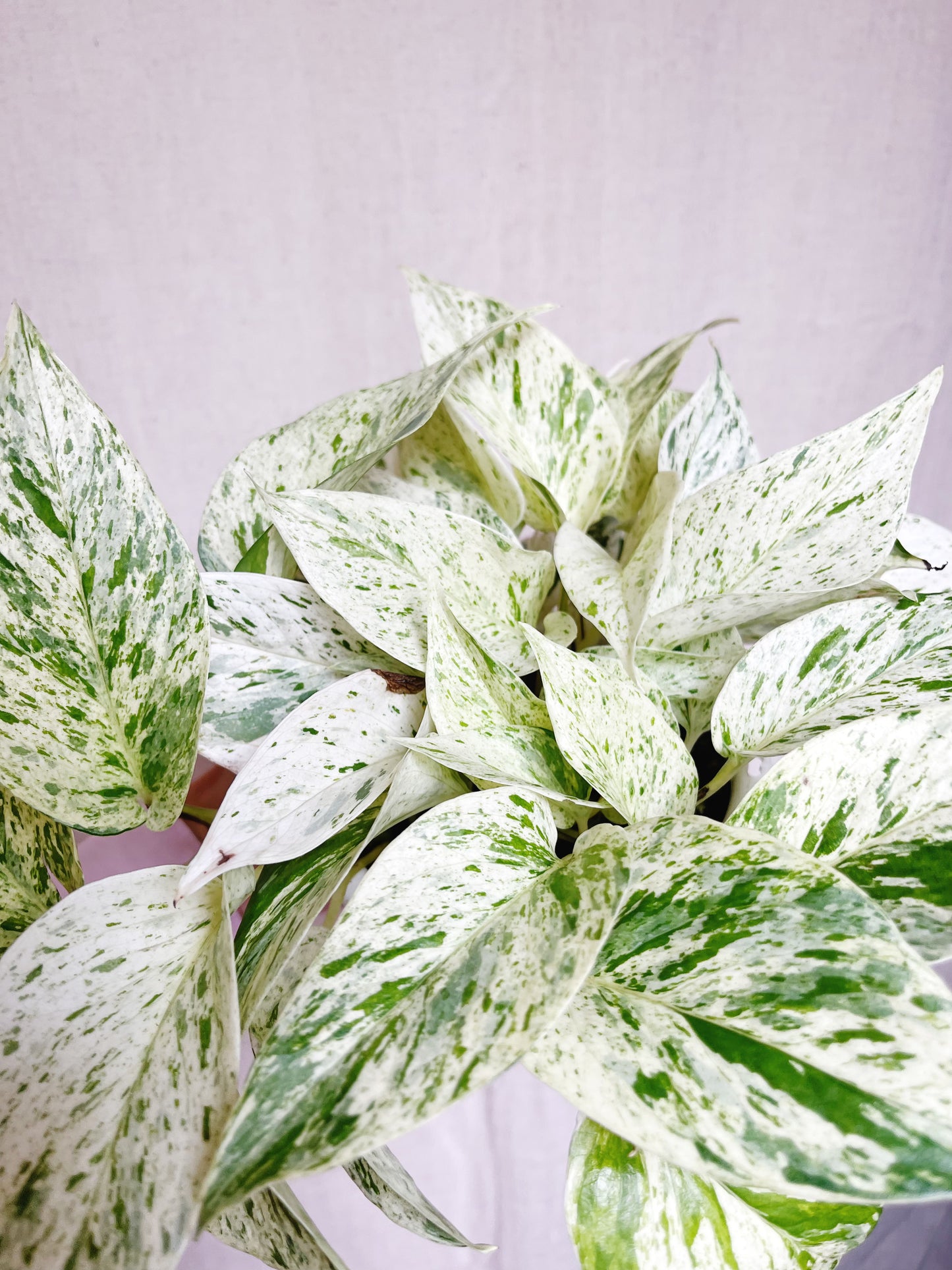 Snow Queen Pothos 4” Pot