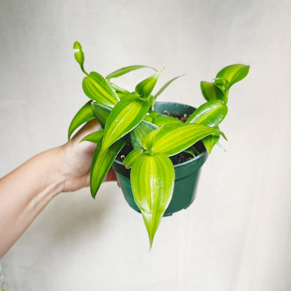 Variegated Vanilla Orchid (Vanilla Planifolia) 4" Pot