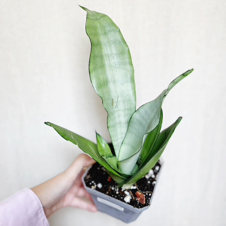 Sansevieria Moonshine 4.5" Pot