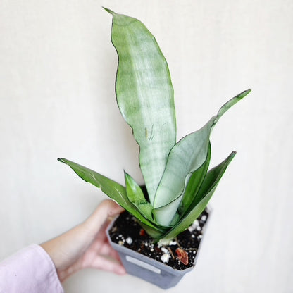 Sansevieria Moonshine 4.5" Pot