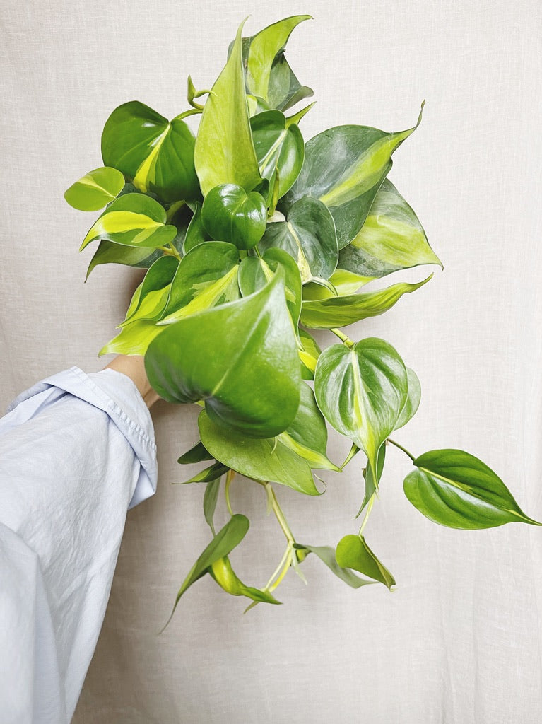 Philodendron Brasil 4" Pot