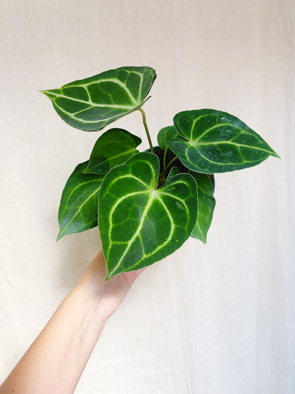 Anthurium Clarinervium 4” Pot