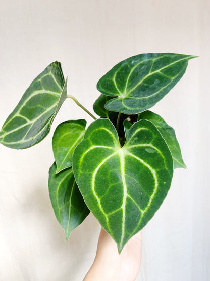 Anthurium Clarinervium 4” Pot