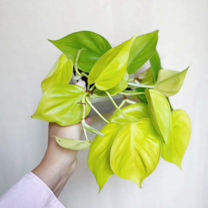 Philodendron Cordatum Lemon Lime 4" Pot