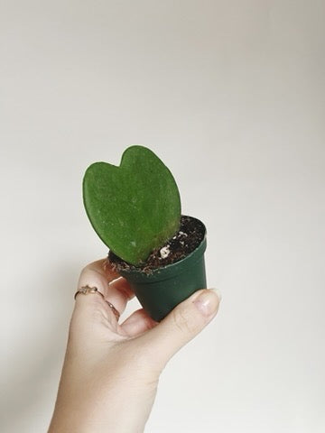 Heart Plant Hoya Kerii 2” Pot