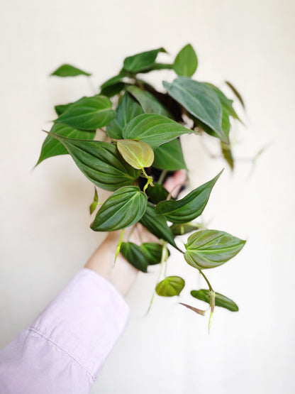 Philodendron Micans 4" Pot