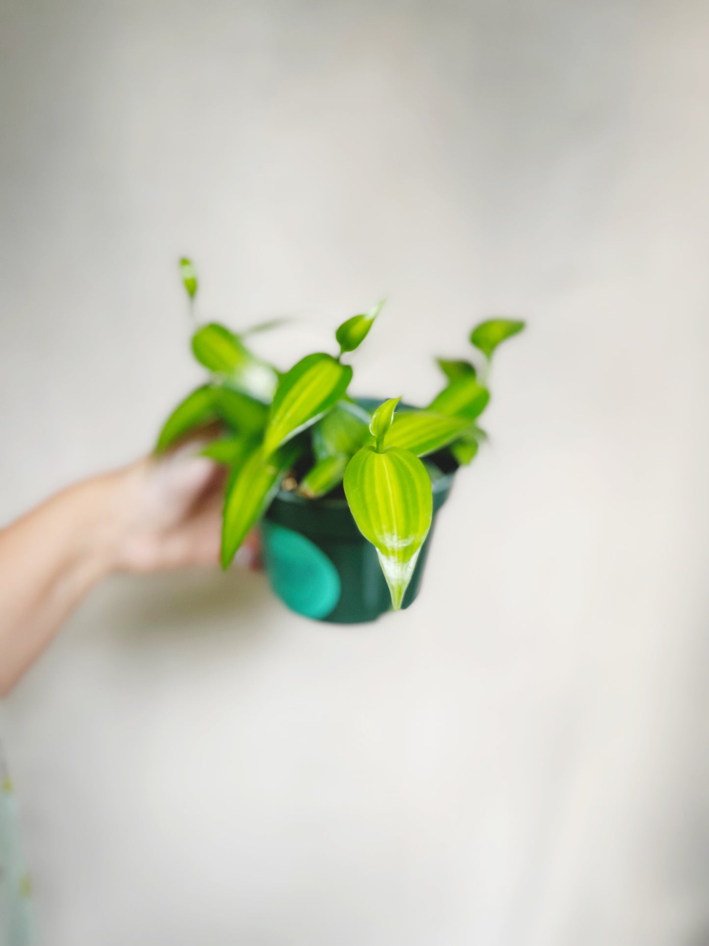 Variegated Vanilla Orchid (Vanilla Planifolia) 4" Pot