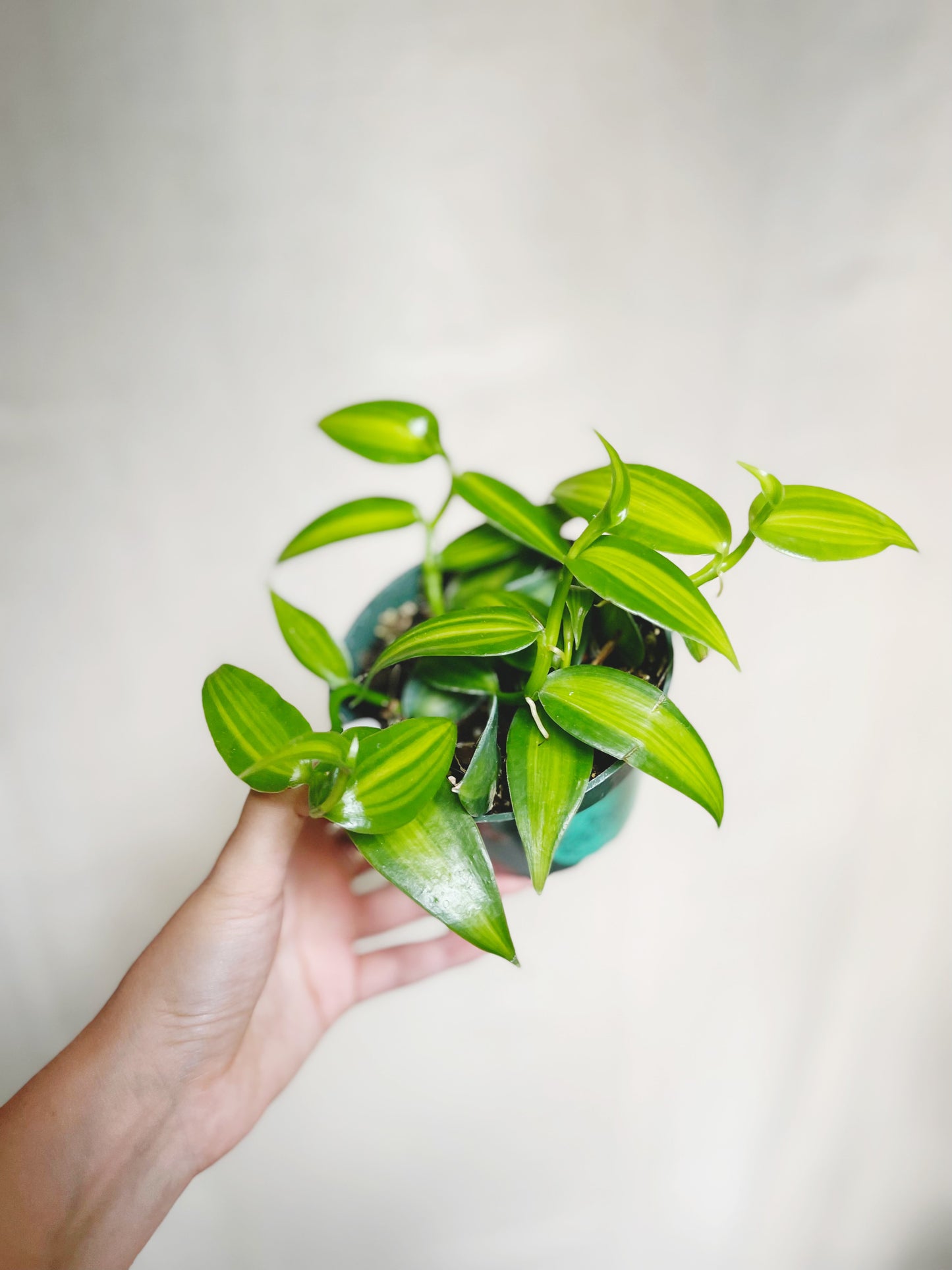 Variegated Vanilla Orchid (Vanilla Planifolia) 4" Pot