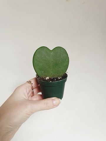 Heart Plant Hoya Kerii 2” Pot