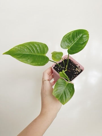 Anthurium Veitchii King Anthurium Starter Plant