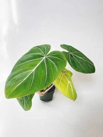 Philodendron Gloriosum 4.5" Pot