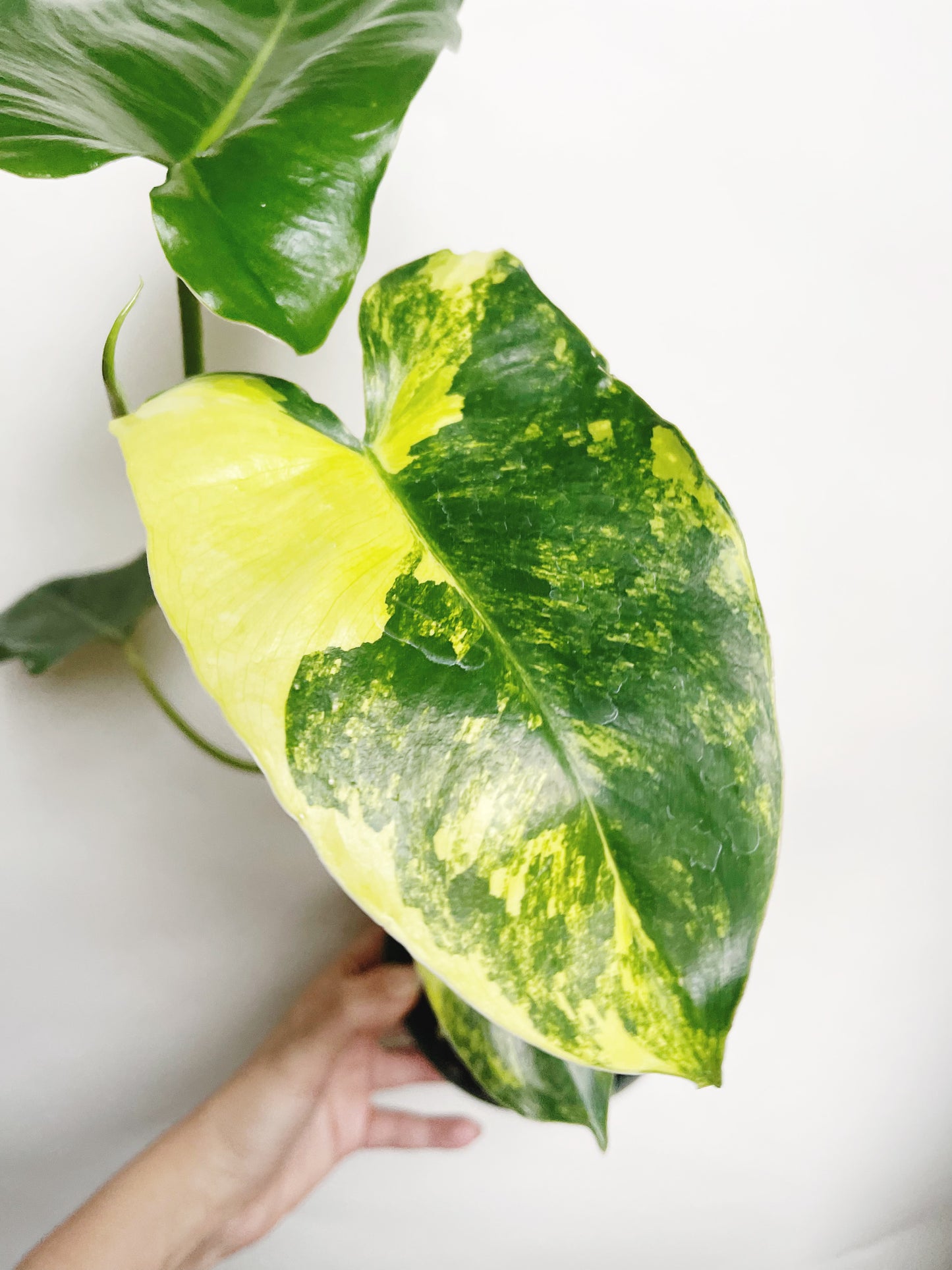 Philodendron Burle Marx Albo Variegated