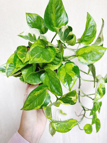 Lizard Queen Pothos 4" Pot