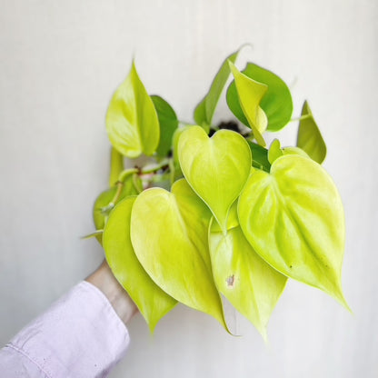 Philodendron Cordatum Lemon Lime 4" Pot