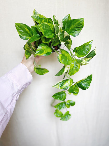 Lizard Queen Pothos 4" Pot