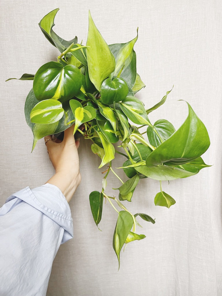 Philodendron Brasil 4" Pot