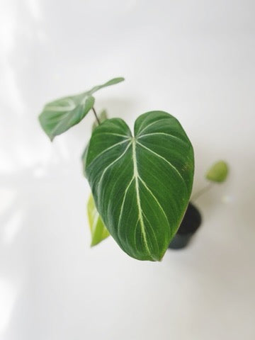 Philodendron Gloriosum 4.5" Pot