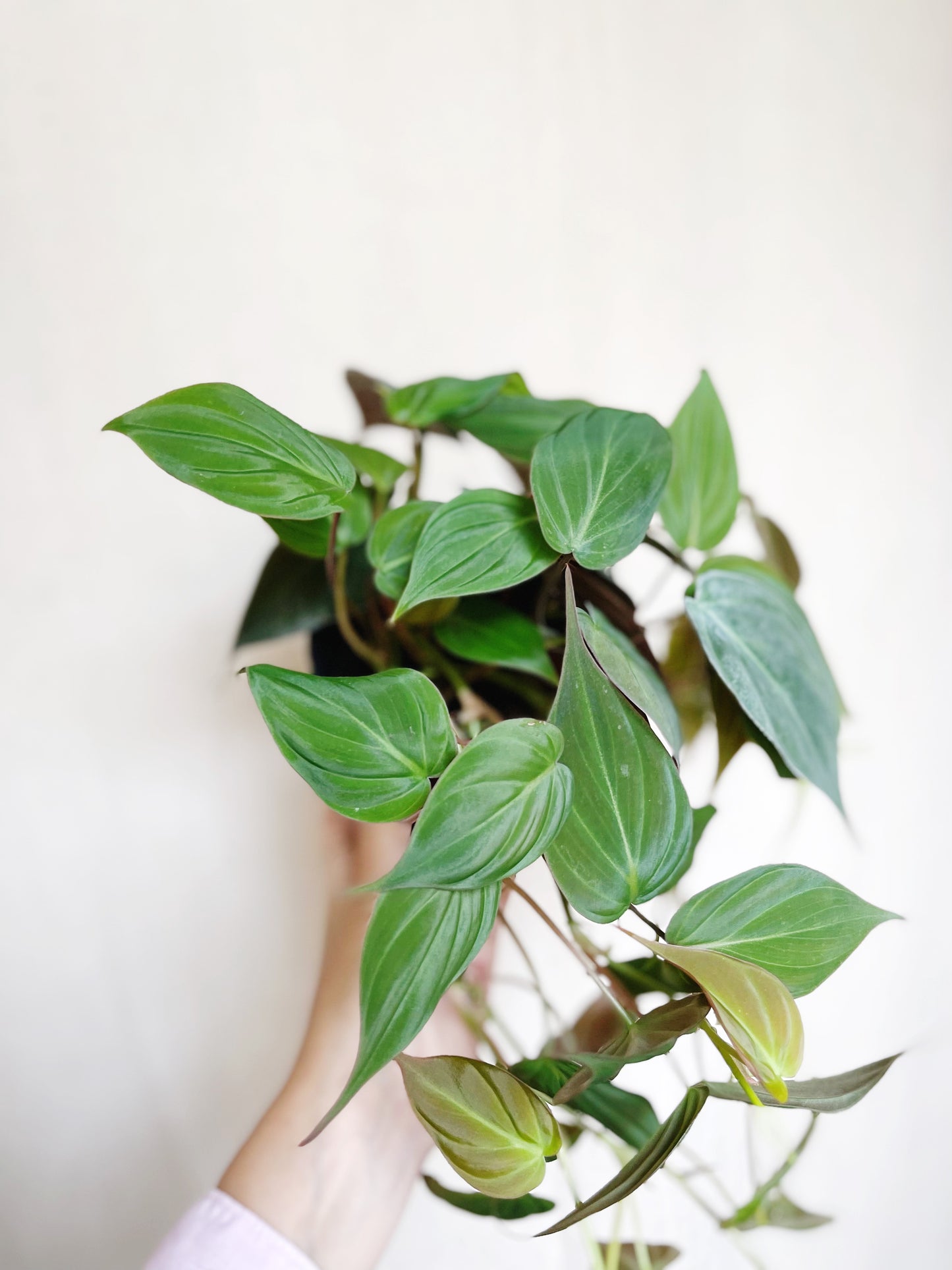 Philodendron Micans 4" Pot