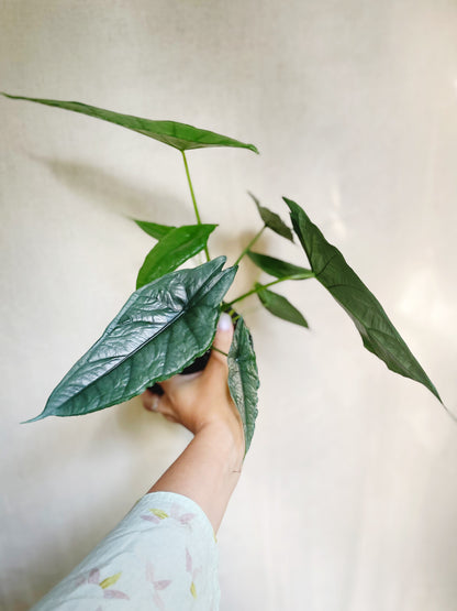 Alocasia Heterophylla Dragons Breath 4.5" Pot