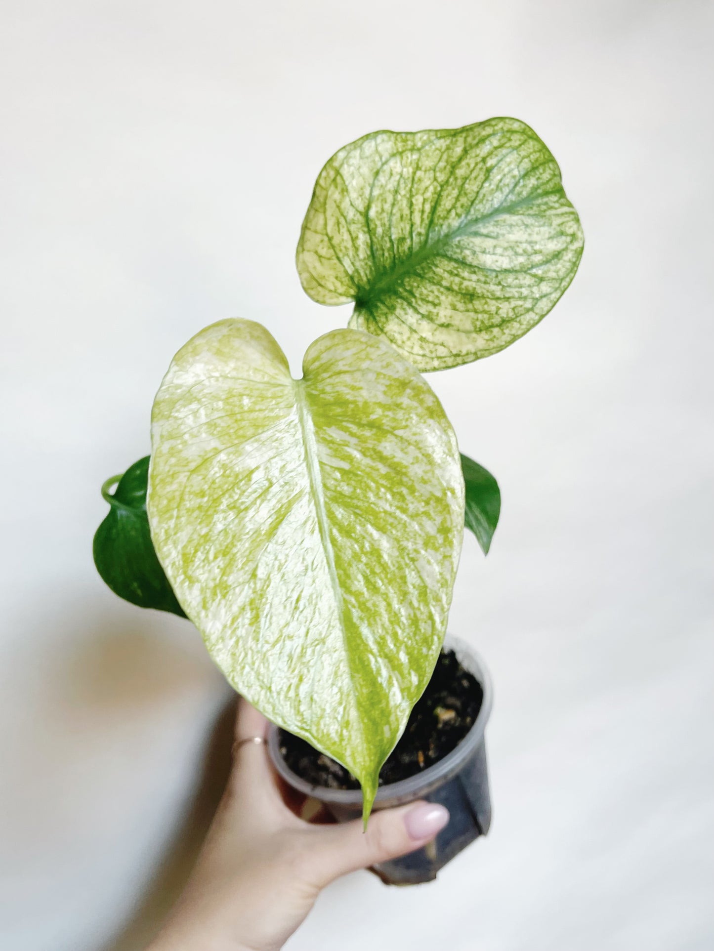 Monstera Mint White Monster 4” Pot