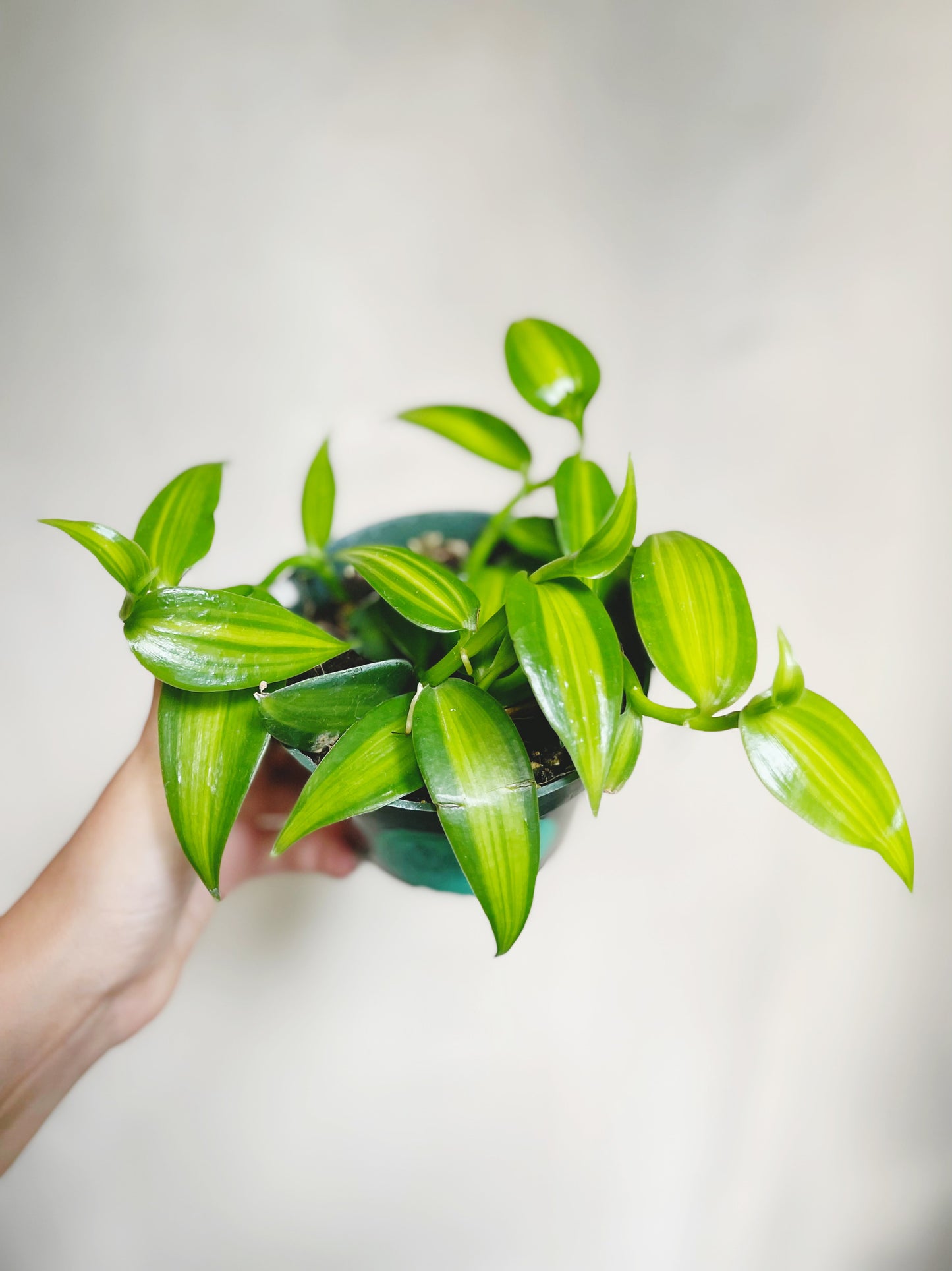 Variegated Vanilla Orchid (Vanilla Planifolia) 4" Pot