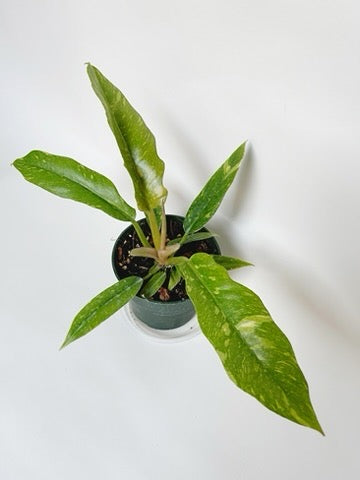 Philodendron Ring of Fire 4.5" Pot