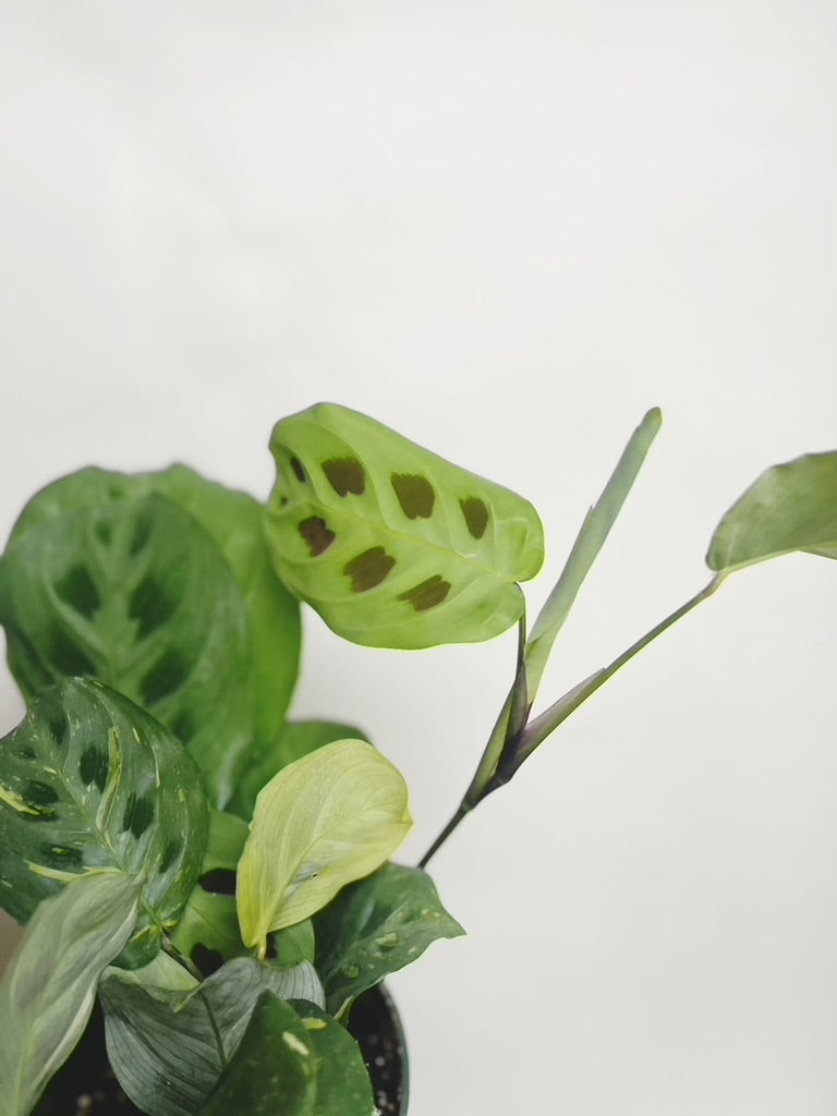 Maranta Variegated Prayer Plant 4" Pot