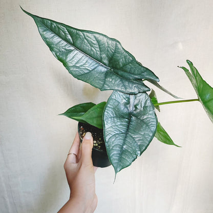 Alocasia Heterophylla Dragons Breath 4.5" Pot