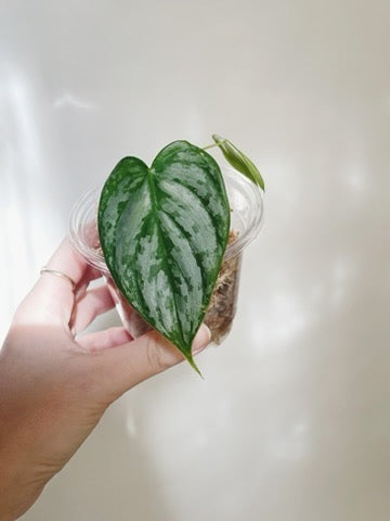 Philodendron Brandtianum 4" Pot