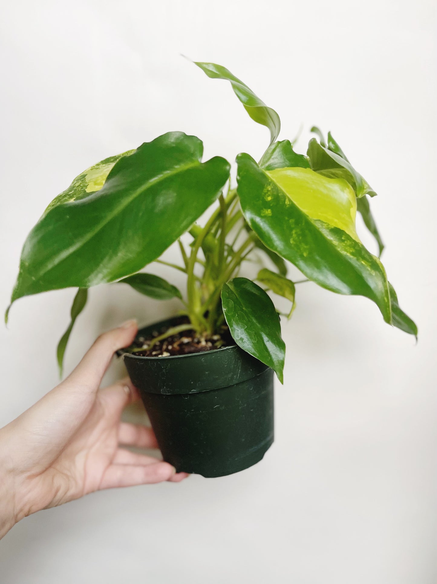 Philodendron Burle Marx Albo Variegated