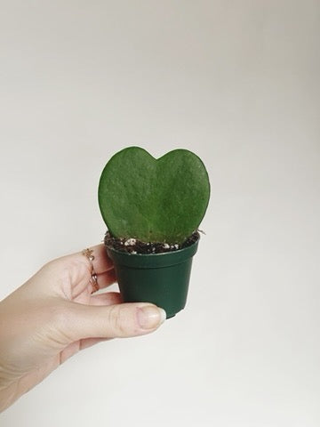 Heart Plant Hoya Kerii 2” Pot