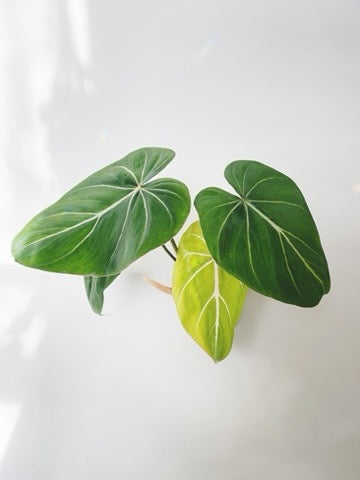 Philodendron Gloriosum 4.5" Pot