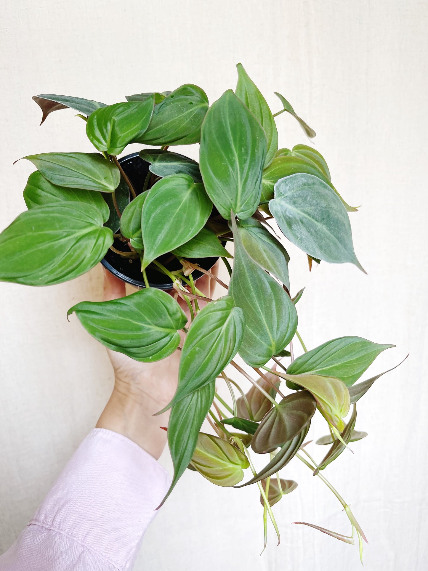 Philodendron Micans 4" Pot