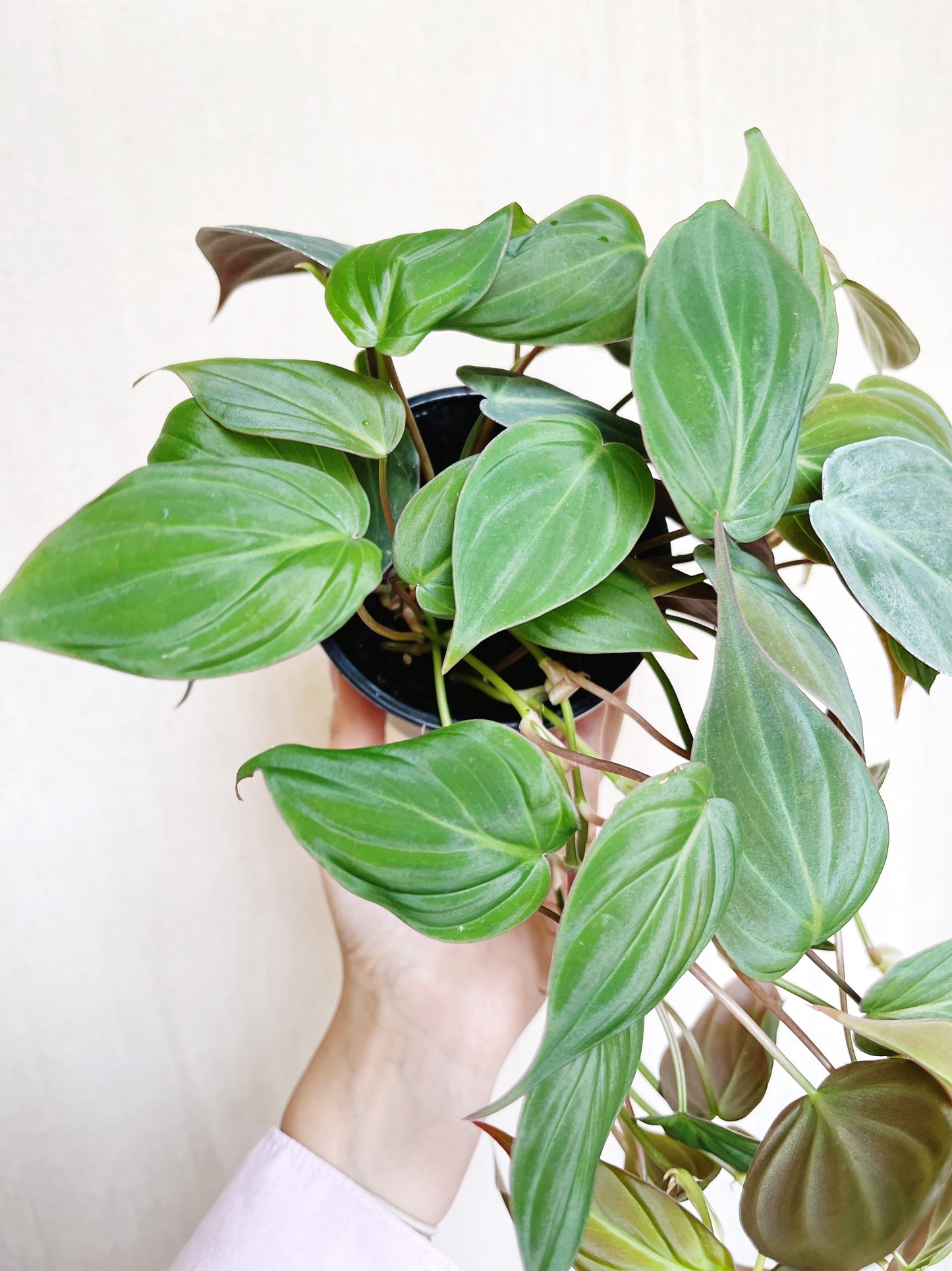 Philodendron Micans 4" Pot