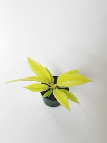 Philodendron Golden Ring of Fire 4.5" Pot