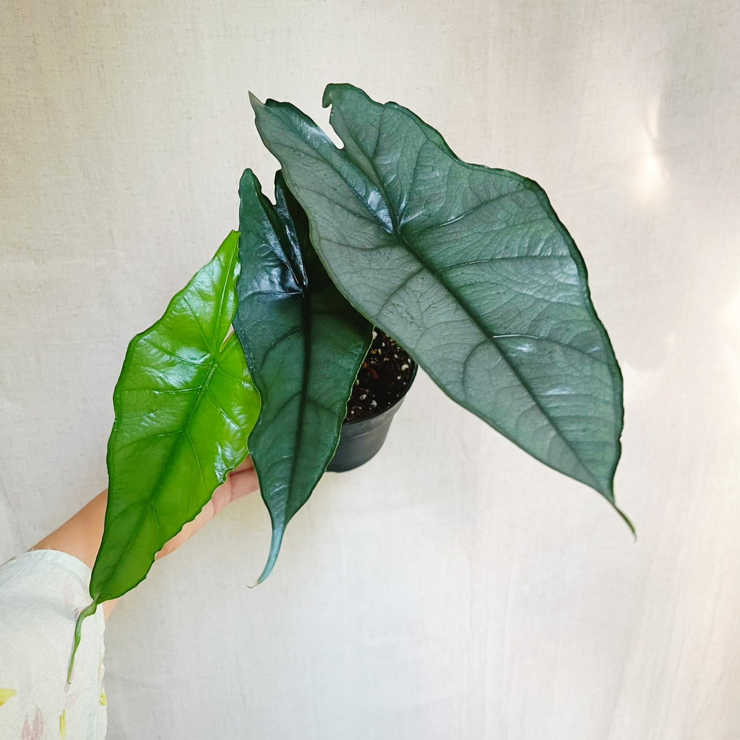 Alocasia Heterophylla Dragons Breath 4.5" Pot