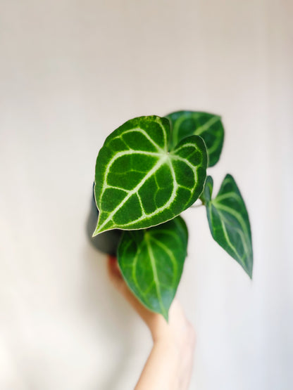 Anthurium Clarinervium 4” Pot